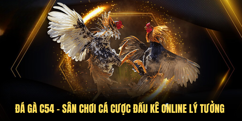 Đá Gà C54 – Sân Chơi Cá Cược Đấu Kê Online Lý Tưởng